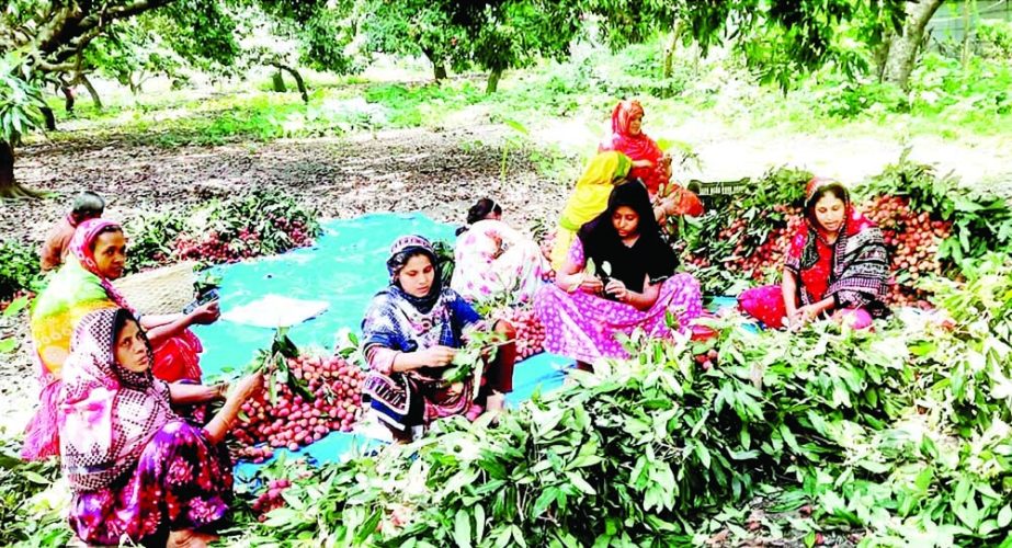 ISHWARDI (Pabna): Women labourers work in litchi garden in Ishwardi Upazila. The snap was taken on Monday. NN photo