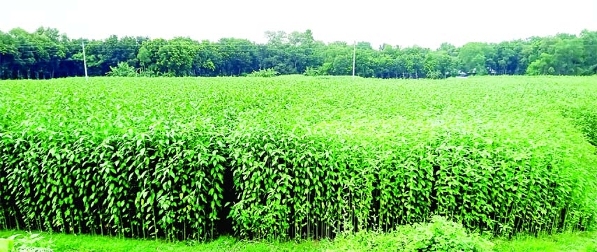 MADHUKHALI (Faridpur): A jute field at Jhhuhati Village in Madhukhali Upazila predicts bumper production of the cash crop this season.The picture was taken on Wednesday.