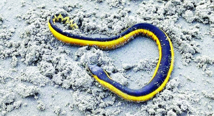 KALAPARA (Patuakhali): Rare species of poisonous snake found on Kuakata beach of Patuakhali recently.