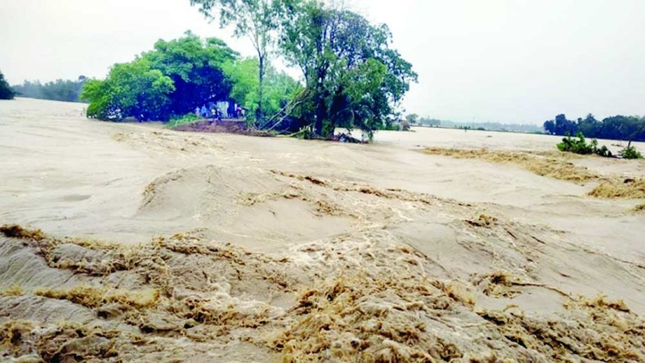 Torrential rain and hilly water flooded the Sherpur district’s frontier upazila’s low-lying areas. The photo was taken on Saturday. NN photo