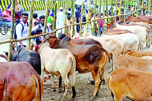 People throng in front of sacrificial cattle hat in city's Sonir Akhra area on Thursday as cows were coming on the occasion of upcoming Eid-ul-Azha.