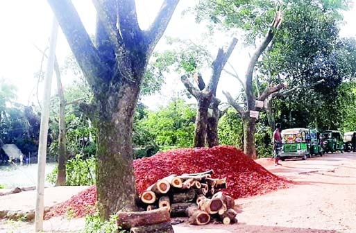 MURADNAGAR (Cumilla): Miscreants cut down road-side trees under Social Forestation from Ramchandrapur - Panch Kita Titas Road of Muradnagar Upazila. The snap was taekn on Friday.