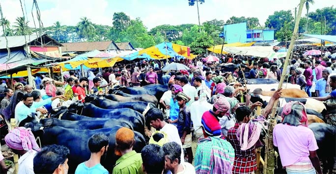 CHATMOHAR (Pabna): No health rule follows at the cattle market in Chatmohar as it gains momentum by huge supply of sacrificial animals with traders and buyers. The snap was taken from Amritakunda Hat on Sunday.