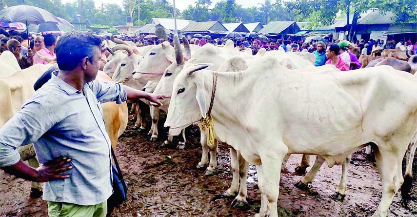 Indian cattle flood at a Kurigram market on Monday. NN photo