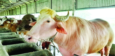 ISHWARDI (Pabna): Pink buffaloes catch the attention of buyers at Ishwardi Upazila. The snap was taken on Friday.