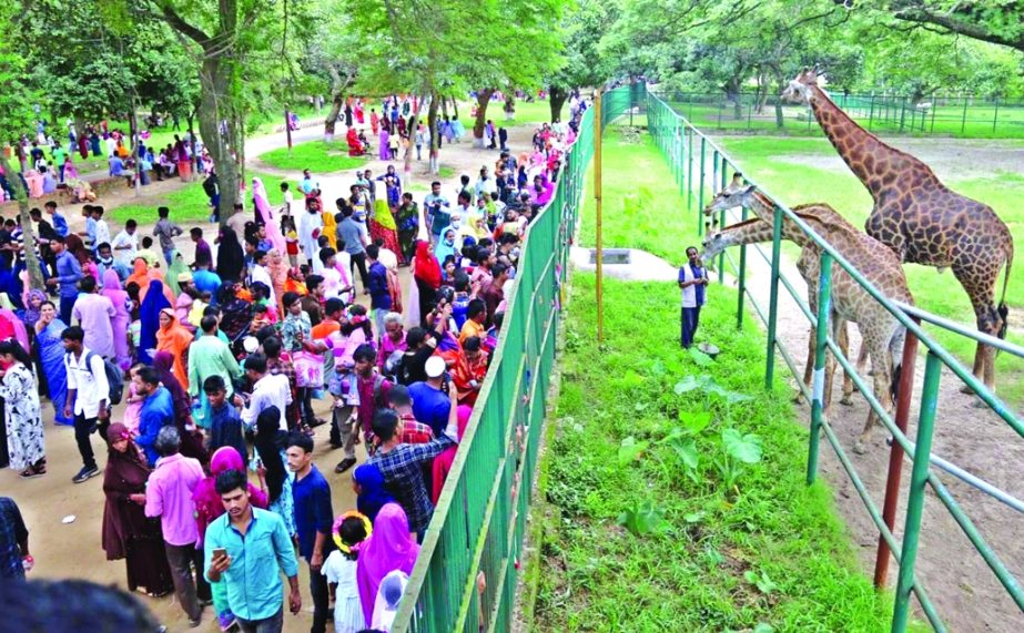 Visitors crowd outside the cage of giraffes at the National Zoo at Mirpur in Dhaka on Monday.