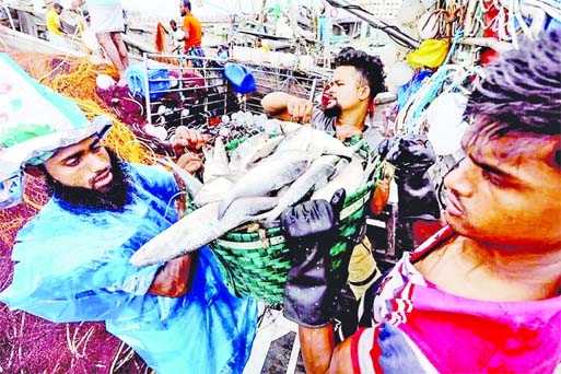 Fishermen are seen carrying the basketful Hilsa, as it was found abundantly in local fish market of Chandpur on Monday.