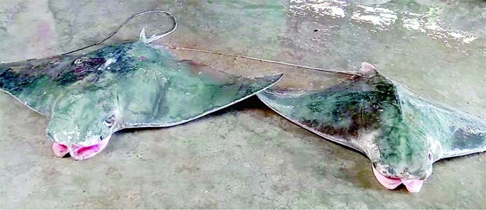 KUAKATA (Patuakhali): Two rare species of local fishes named 'Badur Fish' scientific name found at Kuakata on Monday.