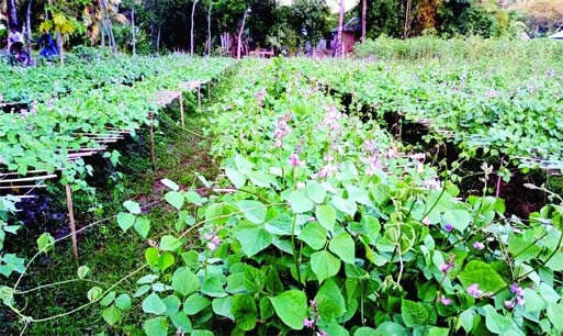 ISHWARDI (Pabna): A view of a bean field at Muladuli Union expecting bumper bean cultivation in the Upazila. The snap was taken on Tuesday.
