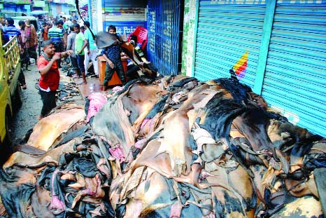 BOGRA: Local traders gathered raw hides from Badurtola to Chaksutrapur area. This snap was taken on Sunday.