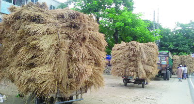 MADHUKHALI(Faridpur): Fodder for domestic animals are carrying by sellers at Madhukhali Upazila to house according to demands on Friday.