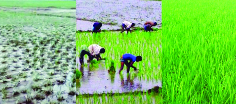 RANGPUR: Farmers successfully turned around by exceeding fixed target of T- Aman by 12.68 percent to overcome damages caused to the crops by floods in Rangpur Agriculture Region this season.