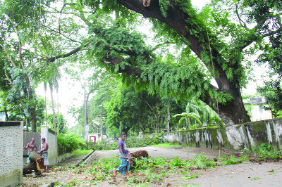 BARISAL: A two hundred years old historical rain-tree at the residence of Additional Deputy Commissioner (Gen) of Barisal on Rajabahadur Road being cut down. This picture was taken on Wednesday morning.