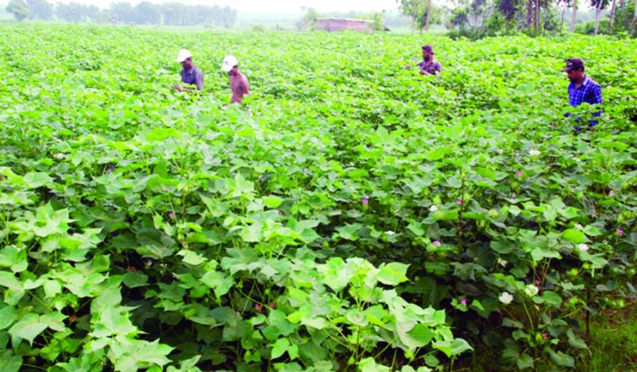 CHARGHAT(Rajshahi): Excellent growing tender cotten plants predicts bumper production. This snap was taken yeserday.