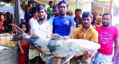 LALMONIRHAT: Fisherman Alam Mian and his family members with the 46-kilogram "Baghaa Aair"" fish which caught from the irrigation canal of the Teesta Barrage Project under Hatibandhat Upazila in Lalmonirhat on Thursday."