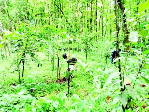 Bhawal forest in Gazipur decorated with Sufal Bagan. The photo was taken on Monday.