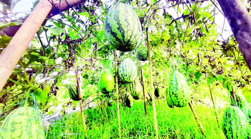 MURADNAGAR (Cumilla): The bumper production of new variety of Kania watermelon has achieved at Muradnagar Upazila of Cumilla. The snap was taken on Saturday.