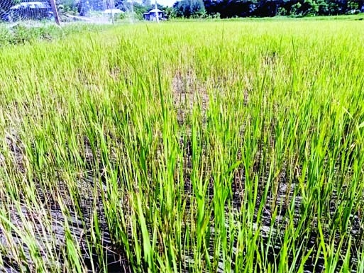 KAMLANAGAR (Laxmipur): The seedlings of Aman paddy almost damaged at Kamalnagar Upazila due to less rainfall. The snap was taken on Wednesday.