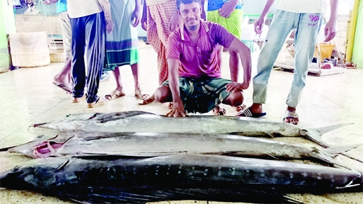 KALAPARA (Patuakhali): Fishermen catch four big sizes of Sailfishes from the Bay of Bengal near Kuakata point on Tuesday.