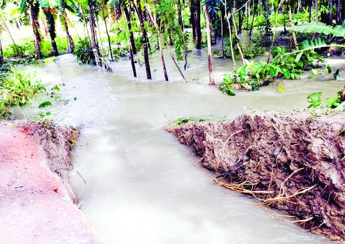 A low-lying area of Kaobunia of Sadar union under Betagi upazila in Barguna district gets inundated on Monday as water entered locality after breaking dykes.