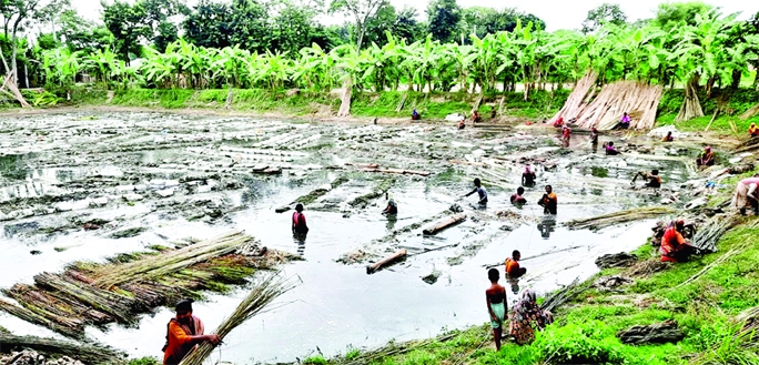 ISHWARDI (PABNA): Farmers of Ishwardi Upazila tries to processes jute in knee-deep water in pond. The snap was taken on Wednesday.