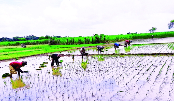 ISHWARDI (Pabna): Farmers at Ishwardi Upazila plant Aman seedlings besides jute plants are still in the field which were not harvested due to lack of sufficient water. The snap was taken on Friday.