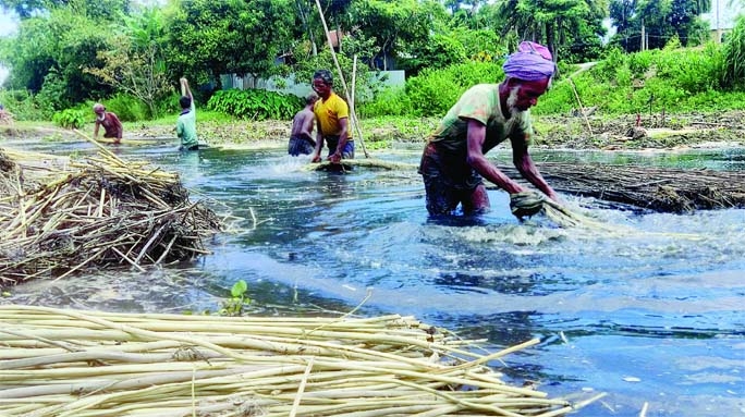 BHUAPUR (Tangail ): Jute farmers at Bhuapur Upazila passing busy time in retting jute with delight as the district has achieved bumper yield of the cash crop this season, The snap was taken from Arjuna area of the Upazila on Thursday.
