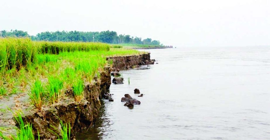 A vast cropland of Shibganj Upazila in Chapainawabganj devours as erosion by mighty Padma River has taken serious turn for the last few days in the district. The photo was taken yesterday. Agency photo