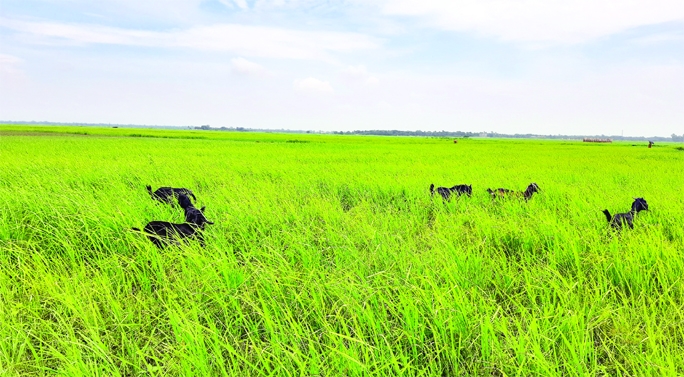 CHATMOHAR (PABNA): Goats eating Aman paddy at Chatmohar Upazila as the field has turned dry due to scarcity of water. The picture was taken from Bothor field in Beelchalan Union on Saturday.