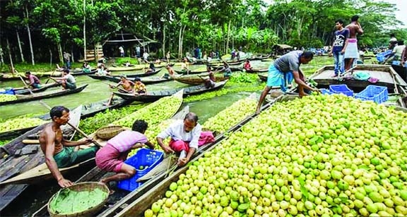 PIROJPUR : The traders and buyers are passing busy time in the floating guava hat of Swarupkathi Upazila. The snap was taken on Wednesday.