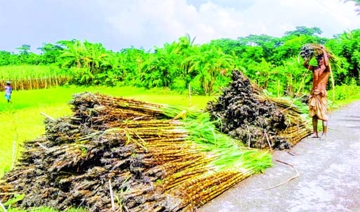 BORHANUDDIN (Bhola) : Wholesaler taking sugarcane to various markets from the sugarcane fields at Borhanuddin Upazila in Bhola. The snap was taekn on Sunday.