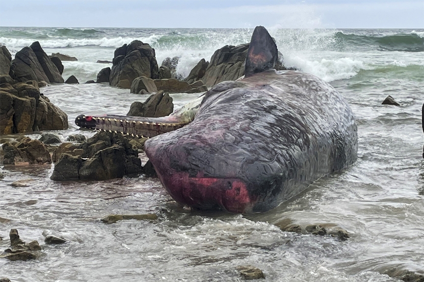 One of 14 dead sperm whales lies washed up on a beach at King Island, north of Tasmania, Australia, Tuesday, Sept. 20, 2022.